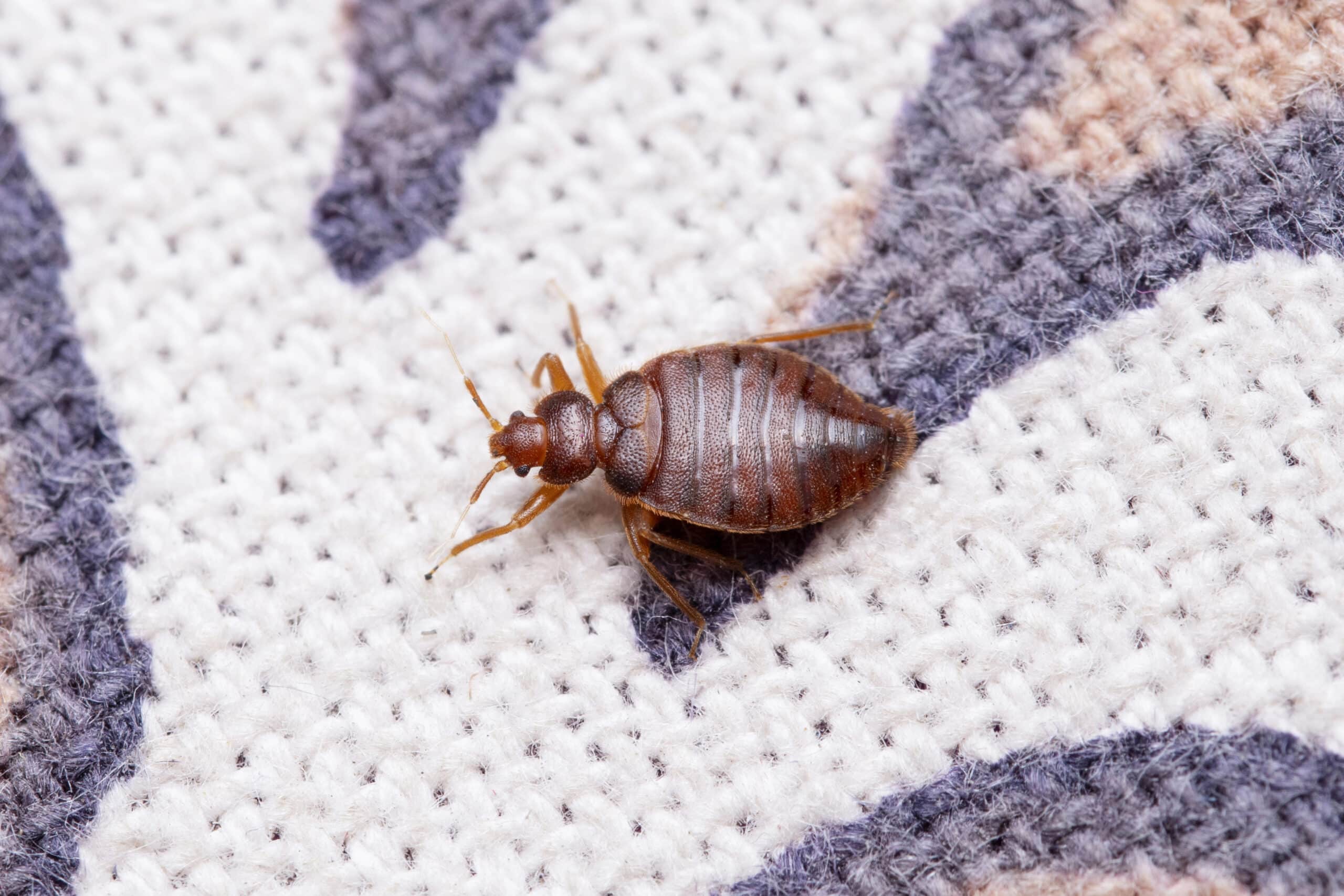 Bed bug control service