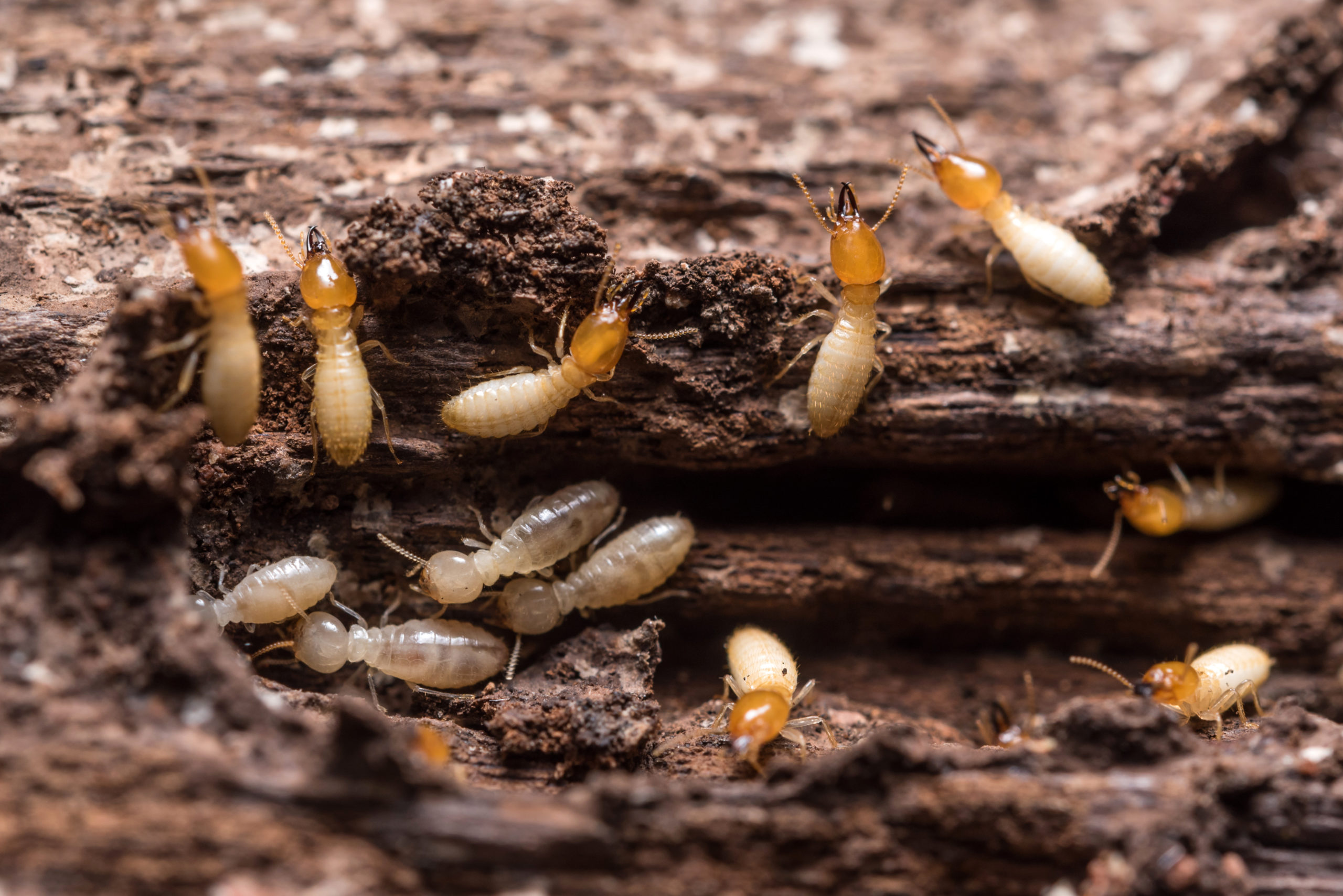 Termite control service